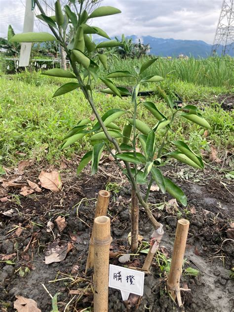 種樹間距|量身打造多元果樹種植方案共15株果樹 《 種果樹苗 《。